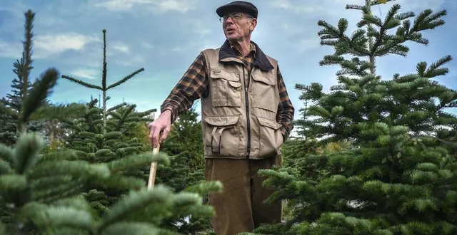 photo jean-marie copleutre fait pousser des sapins de noël depuis près de 15 ans. &copy; photo le maine libre – denis lambert