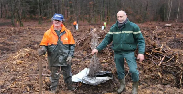 photo en forêt de perseigne, jérôme dodier, technicien patrimonial onf (à droite), sur un chantier de reboisement interdit au public. &copy; le maine libre