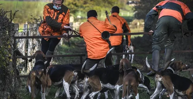 photo courgenard, samedi 21 novembre 2020. une vingtaine de chasseurs étaient en action. &copy; le maine libre – denis lambert