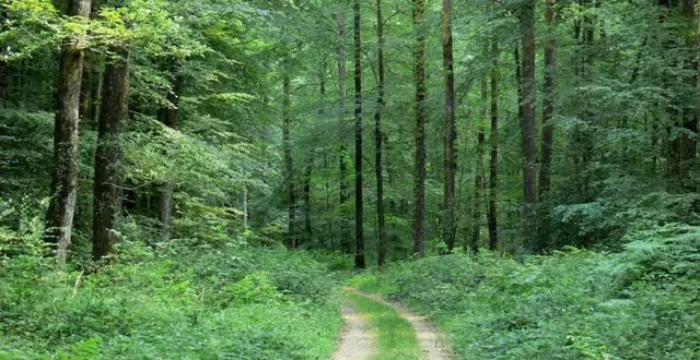 photo pourquoi pas sortir dans la nature, comme dans la forêt de bercé ? &copy; archives le maine libre