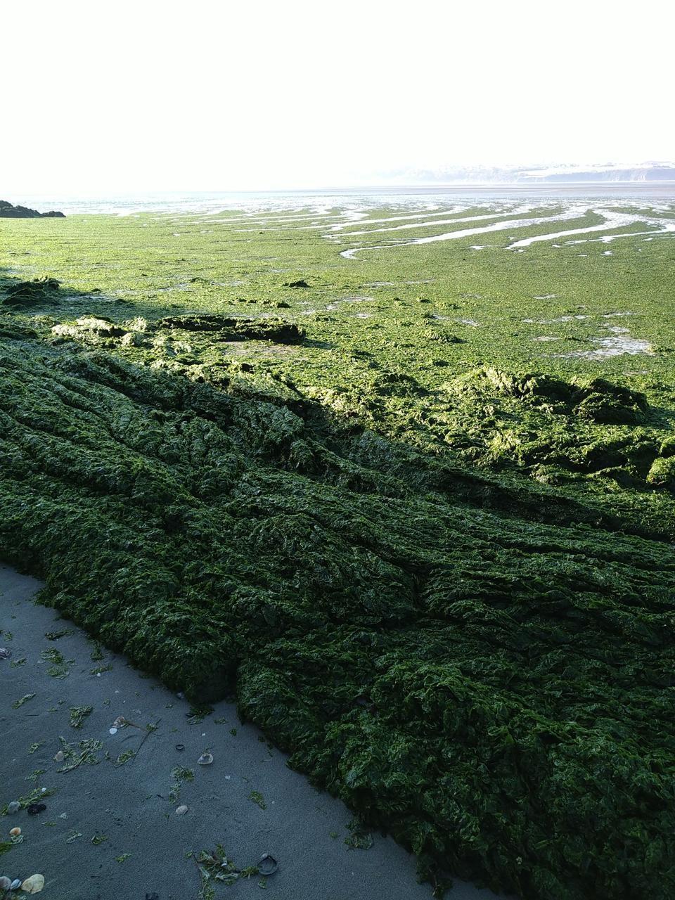 Bretagne : Les échouages d'algues vertes ont été moins importants l'an  dernier