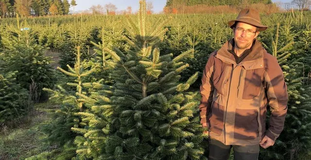 photo fabien boul dans la pépinière. chaque année, l’entreprise familiale dirigée par les trois frères boul, fabien, ludovic et franck, vend environ 150 000 sapins pour noël, des arbres produits localement. &copy; ouest-france