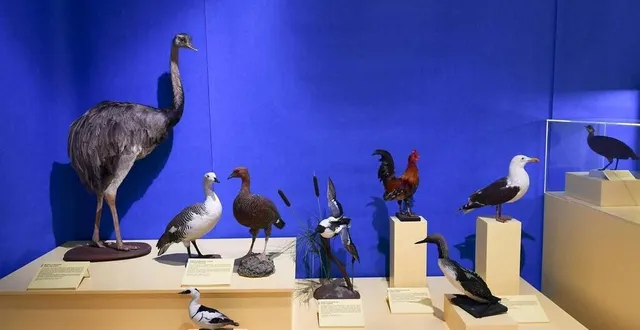 photo les collections des musées manceaux vont être réparties et présentées différemment. &copy; archives le maine libre – hervé petitbon