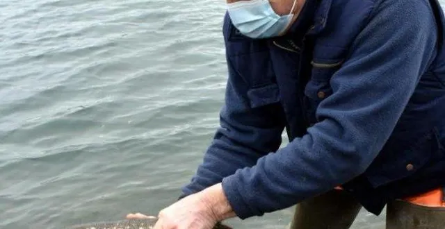 photo plus de 500 kg de poissons ont été reversés. &copy; le maine libre