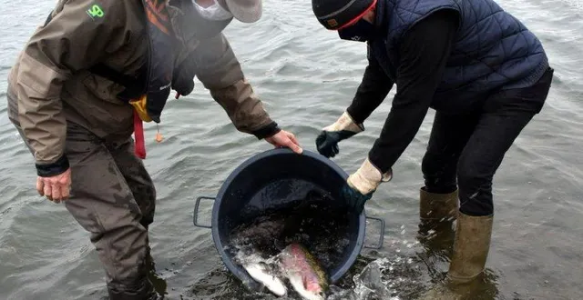 photo 500 kg de poissons ont été relachés. &copy; ouest-france