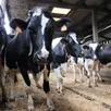 photo depuis ces six dernières années, des foyers de tuberculose bovine ont été détectés en normandie, en bourgogne franche-comté et en nouvelle aquitaine.