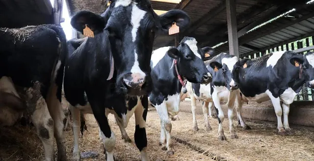 photo depuis ces six dernières années, des foyers de tuberculose bovine ont été détectés en normandie, en bourgogne franche-comté et en nouvelle aquitaine. &copy; ouest-france