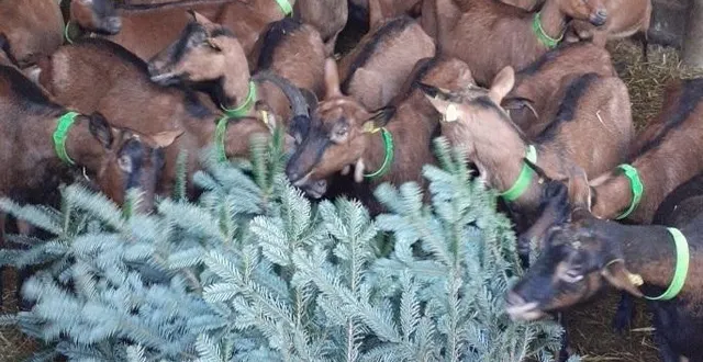 photo les chèvres de marie brière ont dégusté les sapins dans leur enclos. &copy; marie brière