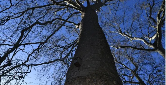photo beillé. la commune va planter des arbres pour les bébés &copy; le courrier de l’ouest – laurent combet