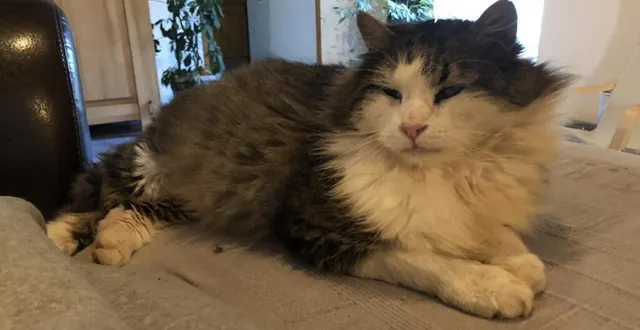 photo repéré pour la première fois cet été, et très craintif, ce chat est finalement venu se mettre au chaud. &copy; ouest-france