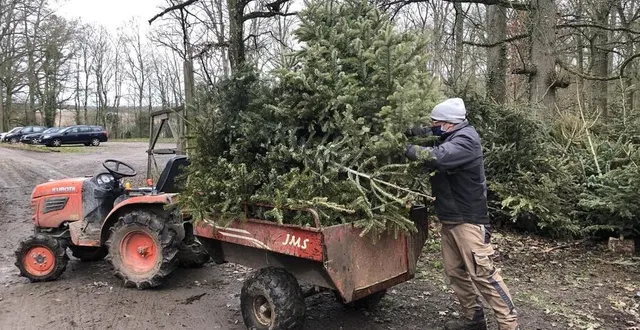 photo le parc animalier de pescheray au breil-sur-mérize collecte les sapins de noël. &copy; le maine libre – isabelle julien
