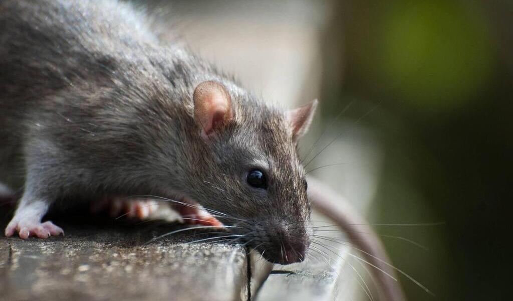 Cherbourg : la prolifération de rats inquiète