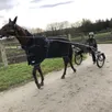 photo « gu d’héripré » à l’entraînement sur les pistes du haras de ginai dans l’orne.