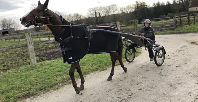 photo « gu d’héripré » à l’entraînement sur les pistes du haras de ginai dans l’orne. &copy; ouest-france