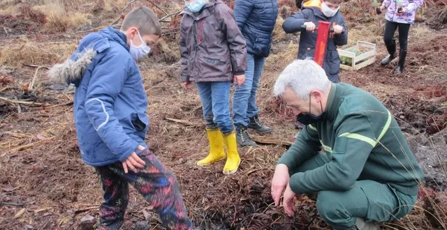 photo plantation de pins maritimes sous la vigilance d’hervé daviau, responsable sarthe-mayenne à l’onf (office national des forêts). &copy; le maine libre