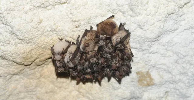 photo en cette période hivernale, le coteau de brière, situé à villaines-la-carelle, en sarthe, abrite des colonies de murins à oreilles échancrées. &copy; conservatoire d’espaces naturels