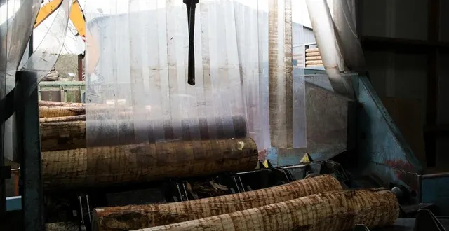 photo les grumes de peupliers sont prêtes à être déroulés à la scierie de drouin. &copy; ouest france