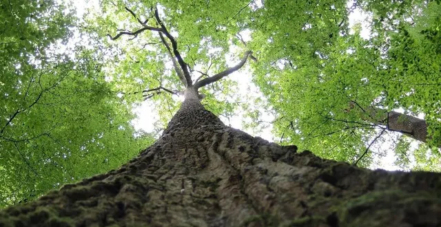 photo avec ses arbres majestueux, la forêt de bercé a une carte à jouer dans la sélection des bois qui serviront à la reconstruction de notre-dame de paris. &copy; photo archives le maine libre