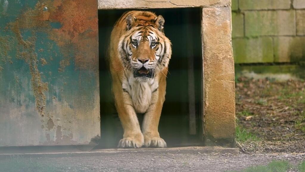 Ch teau Gontier. Radja le tigre du Refuge de l arche est mort