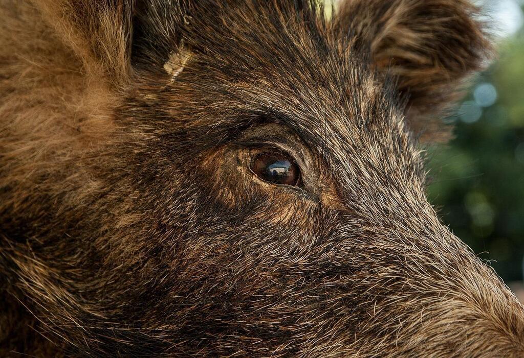 Lot. Un sanglier bless abattu par un chasseur en centre ville