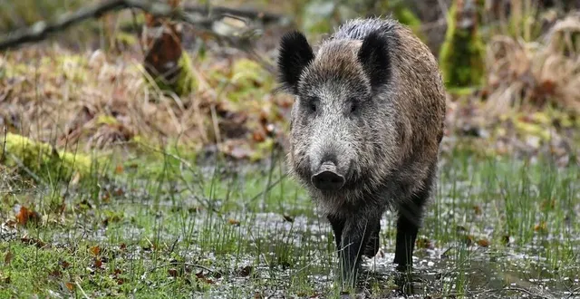 photo  les quatre prévenus avaient notamment chassé du sanglier.  &copy;  thierry creux / ouest-france 