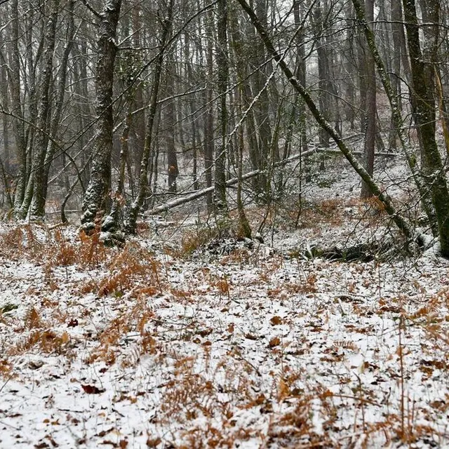 photo dans la forêt de sillé-le-guillaume...  ©  yvon loue