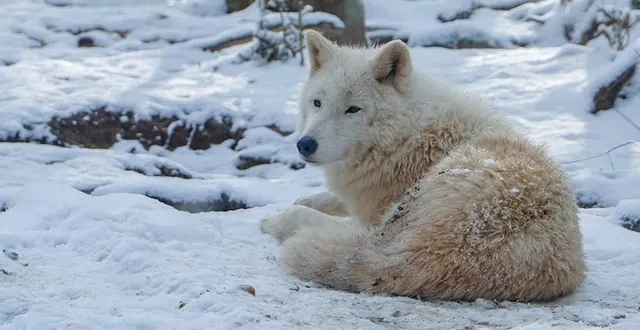 photo  le loup blanc de l’arctique n’est pas vraiment perturbé par le manteau neigeux sous ses pattes.  &copy;  zoo de la flèche 
