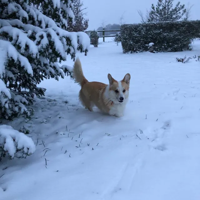 photo une photo prise à saint-corneille ce mercredi matin.  ©  ouest-france