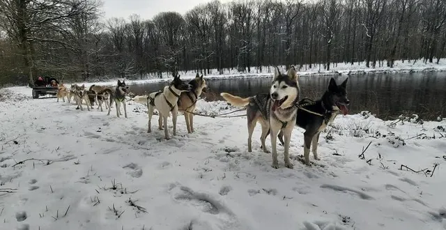 photo  sled dog ride chute de neige en février 2021.  &copy;  sled dog ride 