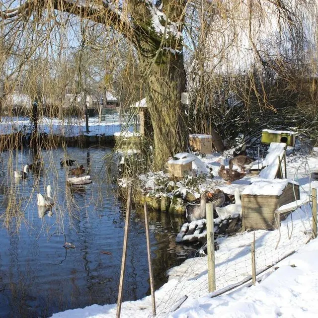 photo à la ferme, les chèvres côtoient, entre autres, des oies et des poules.  ©  ouest-france