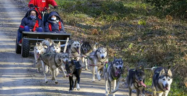 photo  saint-symphorien, 10 janvier 2021. le cani-kart, une activité en pleine nature dans la forêt domaniale de la petite charnie.  &copy;  archives le maine libre – yvon loué 