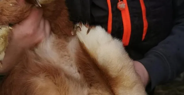 photo  les lapins seront à adopter à partir du mois de mars au grand refuge de la spa de pervenchères, près d’alençon (orne).  &copy;  spa 