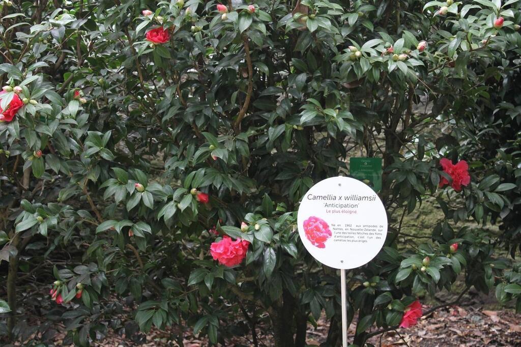 Nantes. Un jeu de piste à la découverte des camélias, au jardin des plantes  