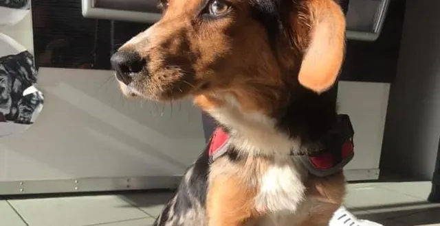 photo  une chienne de cinq mois a été laissée pour morte après avoir été criblée de plombs.  &copy;  l’arche de silo 