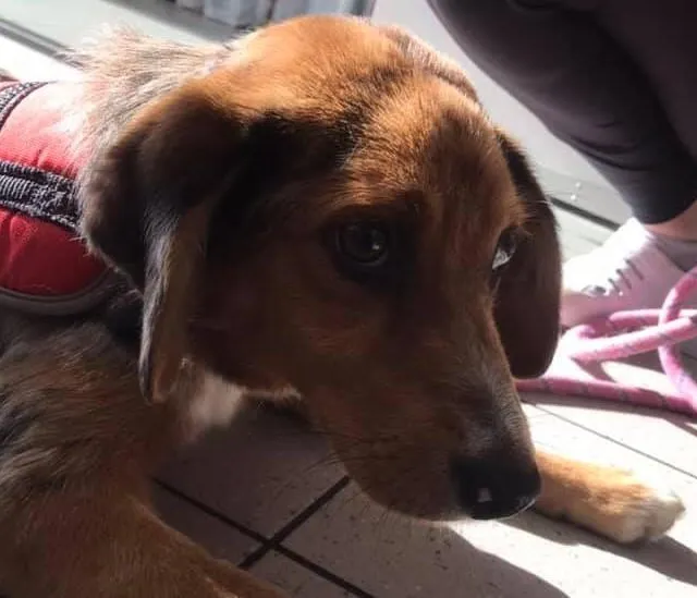 photo l’association de parcé-sur-sarthe a besoin d’aide pour financer les soins vétérinaires d’une petite chienne de cinq mois laissée pour morte après avoir été criblée de balles.  ©  l’arche de silo