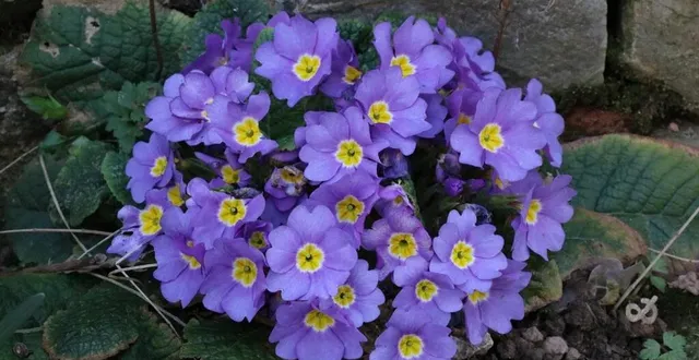 photo  des primevères seront vendues au profit de l’association handi’chiens.  &copy;  ouest-france 