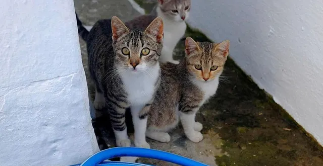photo  l’association sos p’tits museaux recherche aussi des volontaires pour prendre soin des chats, après leur stérilisation.  &copy;  archives yves-marie quemener / ouest-france 