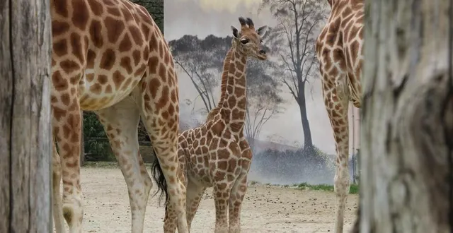 photo  kano est le nouveau girafon du zoo de la flèche.  &copy;  ouest-france 