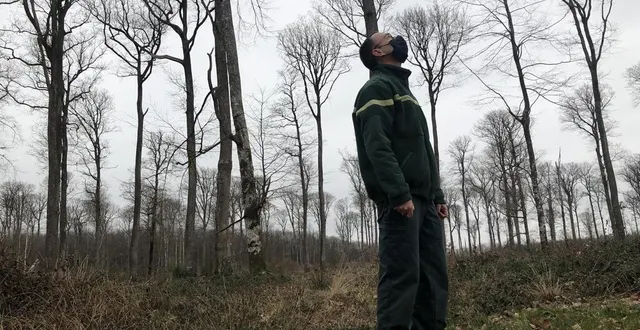 photo  un agent de l’office national des forêts, dans la forêt de bercé en sarthe, ancienne forêt royale. le type de gestion pratiqué durant des siècles aboutit à obtenir une « futaie cathédrale ».  &copy;  ouest-france 