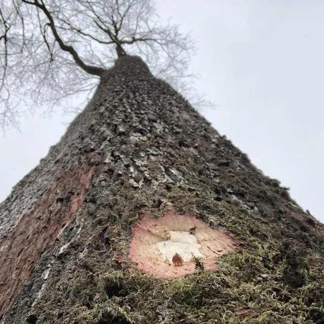 photo un chêne de la forêt de bercé sélectionné pour la reconstruction de la flèche  ©  ouest-france
