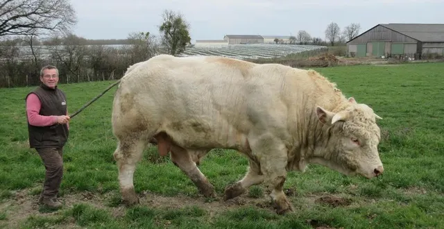 photo  pascal langevin avec océan, son taureau de 3 ans de race charolaise.  &copy;  le maine libre 