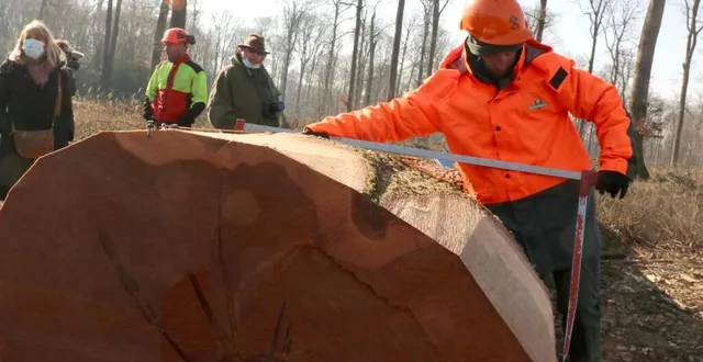 photo  les techniciens de l’onf ont procédé au contrôle des mensurations.  &copy;  ouest-france 