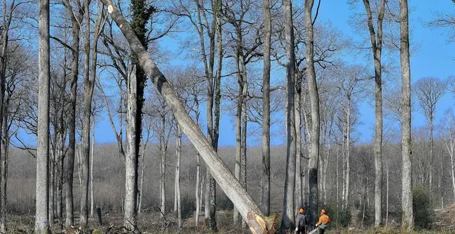 photo  le chêne marqué vendredi 5 mars par les ministres en forêt de bercé a été abattu ce mardi 9 mars 2021.  &copy;  photo le maine libre – yvon loué 