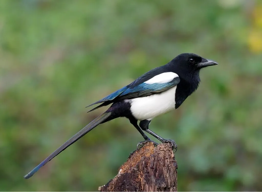 Côtesd’Armor. La pie bavarde, un oiseau mal aimé à redécouvrir Saint