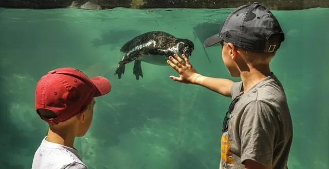 photo  actuellement fermé, le zoo espère pouvoir ouvrir en avril, sans certitudes.  &copy;  archives le maine libre denis lambert 