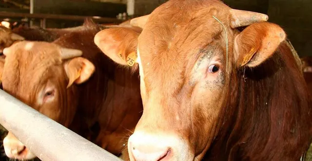 photo  un taurillon est mort dans un accident à pervenchères (illustration, photo d'archives).  &copy;  ouest-france 