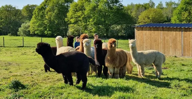 photo  les alpagas, des petits camélidés réputés pour leur laine.  &copy;  le paradis de la charnie 