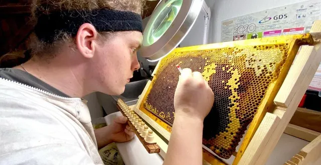 photo  la technique du greffage, dans un élevage de cellules royales, nécessite de la part de l’opérateur une très bonne vue et du doigté. ici, mike vivien à montsecret-clairefougères.  &copy;  mike vivien 