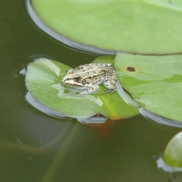 photo dix espèces animales entrent dans la liste retenue pour l’atlas de la biodiversité.  ©  archives