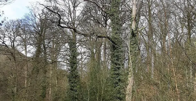 photo  arbre dépérissant.  &copy;  onf 